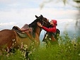 Без названия